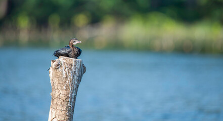 Little Cormorant