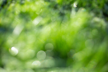 A beautifully blurred image of lush green grass enhanced with a captivating bokeh effect in nature