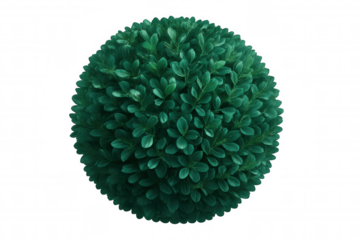 Spherical green topiary shrub with dense foliage, standing against transparent background, perfect for architectural rendering or design work