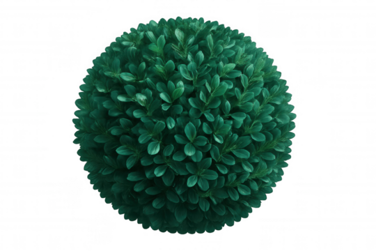 Spherical green topiary shrub with dense foliage, standing against transparent background, perfect for architectural rendering or design work