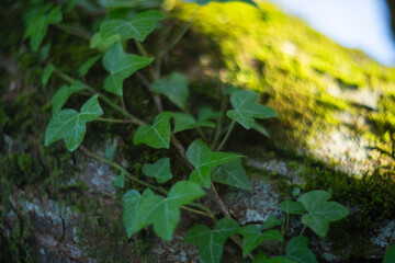 Vibrant and Lush Green Ivy Leaves Resting on Mossy Tree Bark in a Peaceful Environment