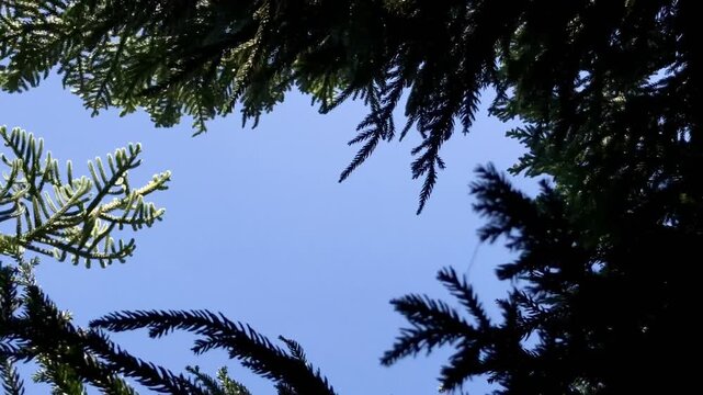Footage of a pine tree taken from a low angle towards a bright blue sky, with a camera movement zoom in effect. 