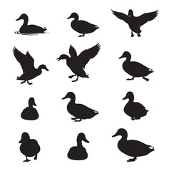 Obraz premium Collection of duck silhouettes isolated on white background