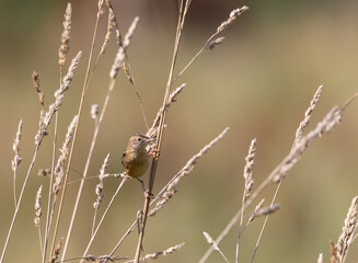 A summer morning watching small birds: sparrows, stonechats, cisticola...