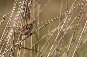A summer morning watching small birds: sparrows, stonechats, cisticola...