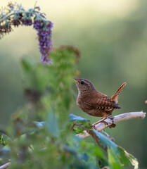 A summer morning watching small birds: sparrows, stonechats, cisticola...
