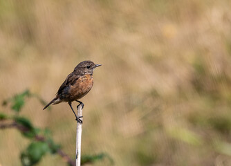 A summer morning watching small birds: sparrows, stonechats, cisticola...