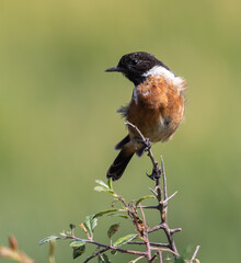 A summer morning watching small birds: sparrows, stonechats, cisticola...