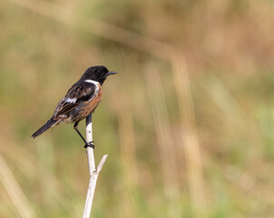 A summer morning watching small birds: sparrows, stonechats, cisticola...