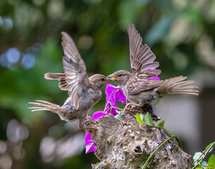 A summer morning watching small birds: sparrows, stonechats, cisticola...