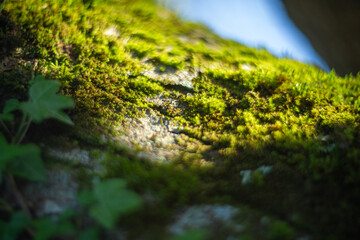Vibrant and Lush Green Ivy Leaves Resting on Mossy Tree Bark in a Peaceful Environment