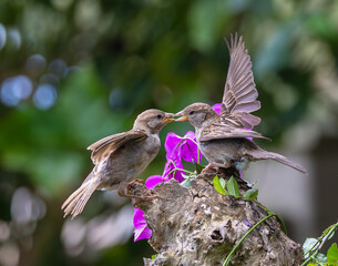 A summer morning watching small birds: sparrows, stonechats, cisticola...