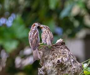 A summer morning watching small birds: sparrows, stonechats, cisticola...