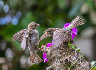 A summer morning watching small birds: sparrows, stonechats, cisticola...