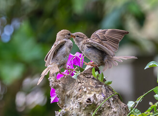 A summer morning watching small birds: sparrows, stonechats, cisticola...