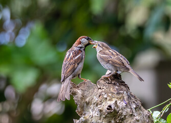 A summer morning watching small birds: sparrows, stonechats, cisticola...