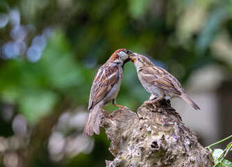 A summer morning watching small birds: sparrows, stonechats, cisticola...