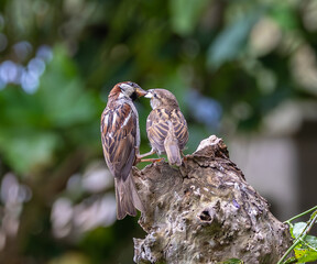 A summer morning watching small birds: sparrows, stonechats, cisticola...