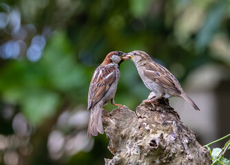 A summer morning watching small birds: sparrows, stonechats, cisticola...