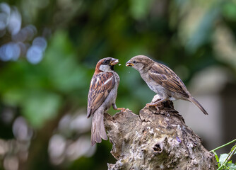 A summer morning watching small birds: sparrows, stonechats, cisticola...