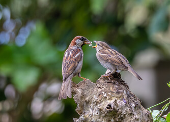 A summer morning watching small birds: sparrows, stonechats, cisticola...