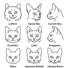 Rare Cat Heads Icons. Outline style icons of Rare and Distinctive Cat Heads: LaPerm cat head, Devon Rex face, Cornish Rex profile,