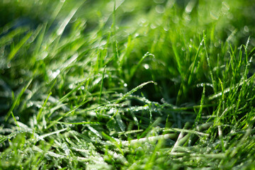 CloseUp Image of Lush Green Grass Sparkling Gleefully in Beautiful Natural Light Environment
