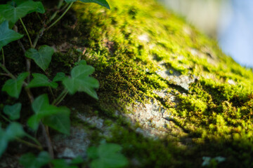 Vibrant and Lush Green Ivy Leaves Resting on Mossy Tree Bark in a Peaceful Environment