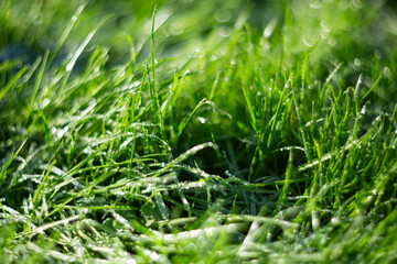 CloseUp Image of Lush Green Grass Sparkling Gleefully in Beautiful Natural Light Environment