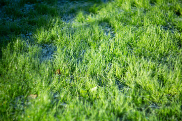 The Dewy Green Grass Glimmers Beautifully and Radiantly Under the Warm Morning Light Today