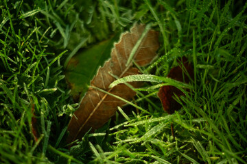 A single autumn leaf beautifully positioned among the lush, vibrant green grass below it