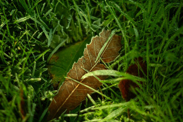 A single autumn leaf beautifully positioned among the lush, vibrant green grass below it
