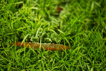 Natures Harmony A Beautiful and Colorful Caterpillar Crawls on the Lush Green Grass