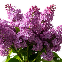 Close up of a cluster of purple lilac flowers isolated on transparent background