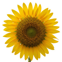 Fototapeta premium Bright yellow sunflower head isolated on transparent background