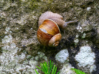 A large snail crawling on a brick pillar