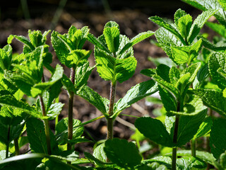 A few plants in a flowerbed of healthy plants with very aromatic leaves (Mentha piperita)