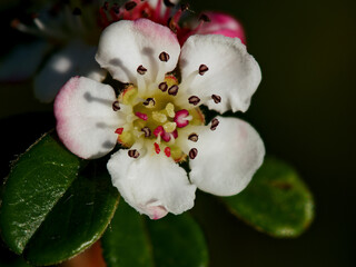 White flower with reddish edges (Crataegus laevigata) with green leaves