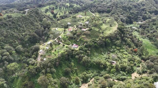 bosque 