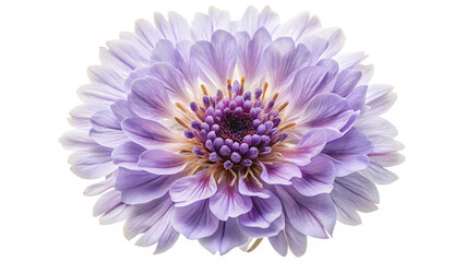 Close up of a delicate lavender and white chrysanthemum flower with a dark purple center against a black background