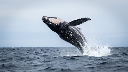 Majestic whale breaching dramatically above the ocean surface against a clear sky.

