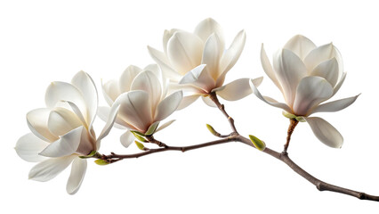 Delicate white magnolia blossoms gracefully bloom on a dark moody background