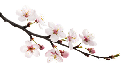 Obraz premium Delicate white cherry blossoms bloom on a dark branch against a stark black background