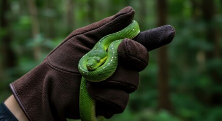 Detailed view of snake being gently held in gloved hand