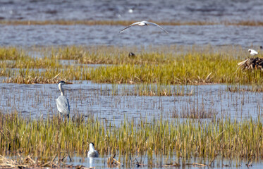 grey heron and gulls in old dried grass