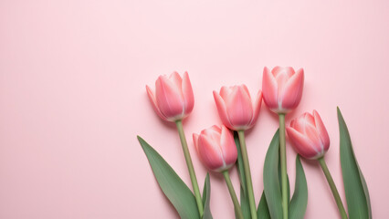 Fototapeta premium Pink tulips against a pastel pink backdrop for spring season