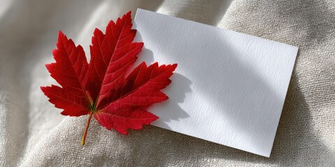 thanksgiving postcard template, thanksgiving postcard with white background, one red maple leaf, soft shadows, and plenty of empty space for a message, a sleek, contemporary style