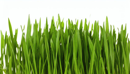 Fototapeta premium Grass Clump Isolated on White Background for Landscaping and Botanical Photography