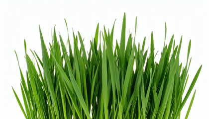 Obraz premium Grass Clump Isolated on White Background for Landscaping and Botanical Photography