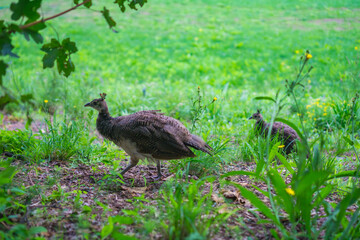 walking small two peafowls on a ground among green grass and flowers in a park in summer concept of nature magazine, wild life, fauna and flora
